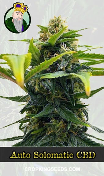 Auto Solomatic CBD (1:20)