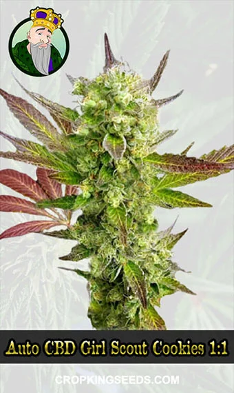 Autoflower CBD Girl Scout Cookies (1:1)