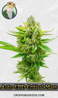 Autoflower CBD Critical Mass Feminized
