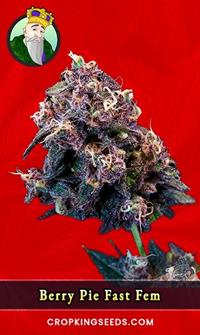 Berry Pie Fast Version Feminized