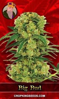 Big Bud Fast Version Feminized