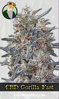 CBD Gorilla Fast Version