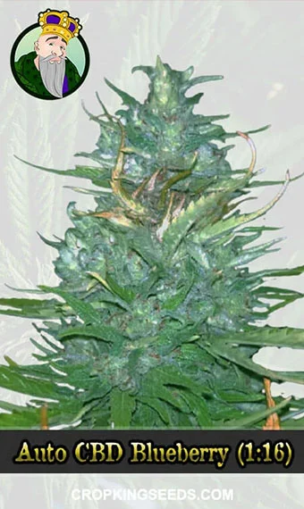 Autoflower CBD Blueberry (1:16)