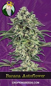 Banana Autoflowering