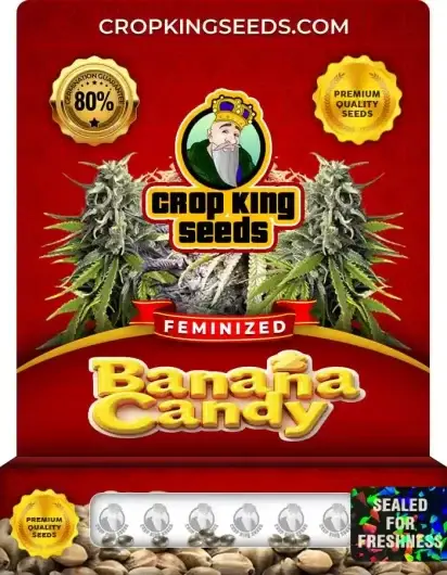 Banana Candy Feminized
