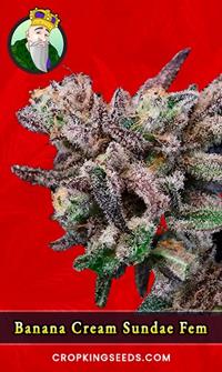 Banana Cream Sundae Feminized