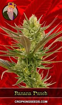 Banana Punch Feminized