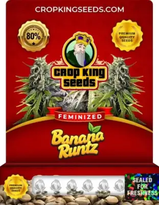 Banana Runtz Feminized