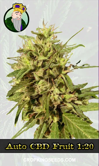 Autoflower CBD Fruit (1:20)
