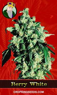 Berry White Feminized