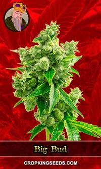 Big Bud Feminized