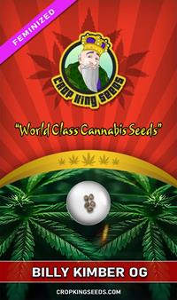 Billy Kimber OG Feminized