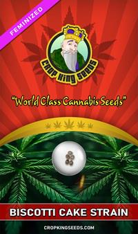 Biscotti Cake Feminized