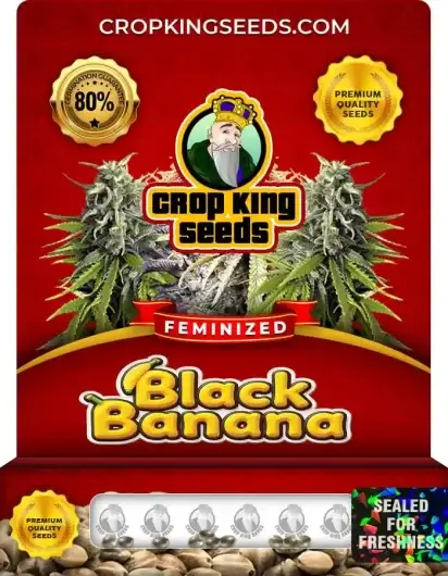 Black Banana Feminized