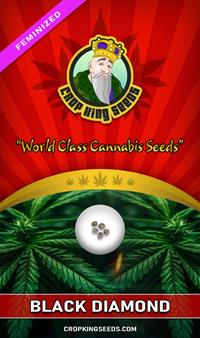 Black Diamond Feminized