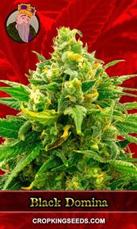 Black Domina Feminized