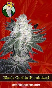 Black Gorilla Feminized