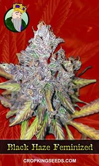 Black Haze Feminized