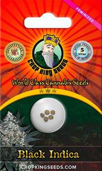 Black Indica Feminized