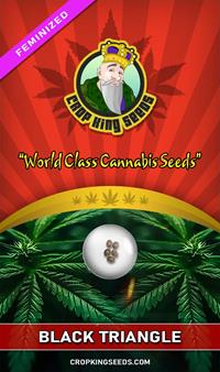 Black Triangle Feminized