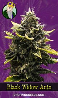 Black Widow Autoflowering