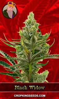 Black Widow Feminized