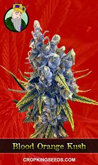 Blood Orange Kush Feminized