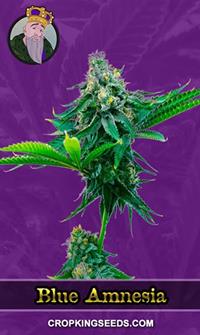 Blue Amnesia Autoflower