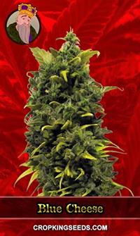 Blue Cheese Feminized