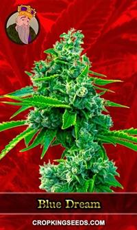 Blue Dream Feminized