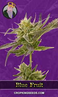 Blue Fruit Autoflower