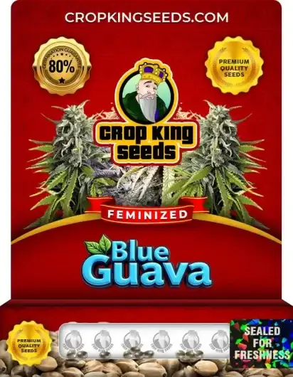 Blue Guava Feminized