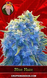 Blue Haze Feminized