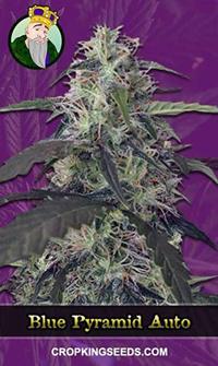 Blue Pyramid Autoflowering