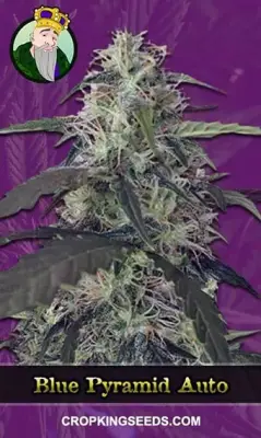 Blue Pyramid Autoflowering
