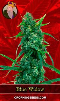 Blue Widow Feminized