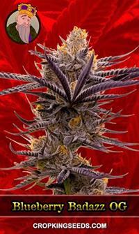 Blueberry Badazz OG Feminized