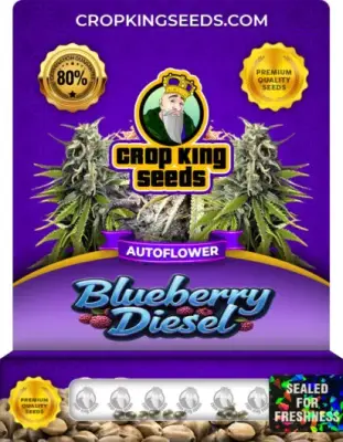 Blueberry Diesel Autoflowering