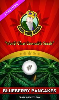 Blueberry Pancakes Feminized