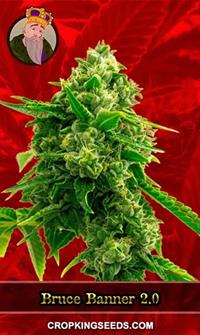 Bruce Banner 2.0 Feminized