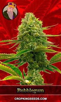 Bubblegum Feminized