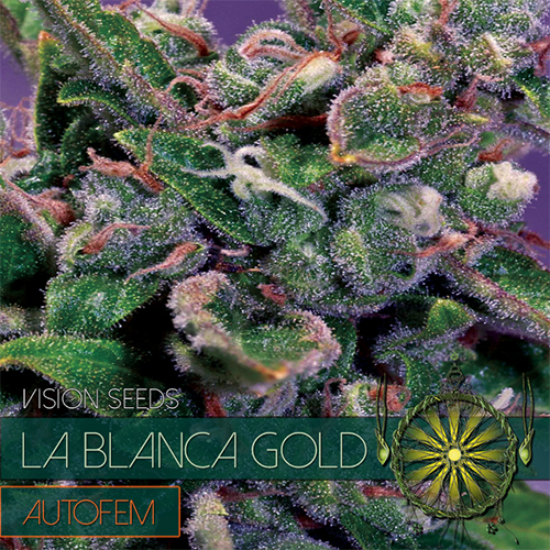 la-blanca-gold-auto-image