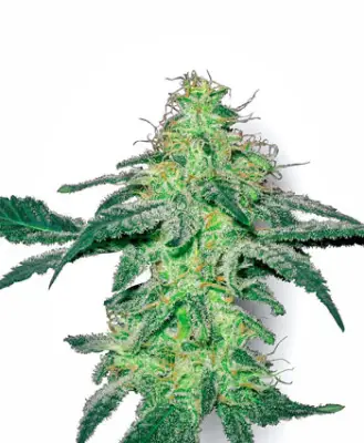 White Skunk