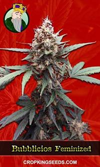 Bubblicious Feminized