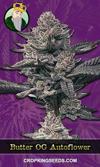 Butter OG Autoflowering
