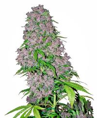 Purple Bud