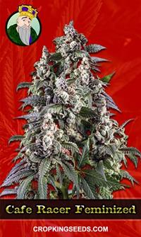 Cafe Racer Feminized