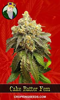 Cake Batter Feminized