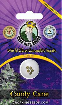 Candy Cane Autoflowering