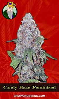 Candy Haze Feminized